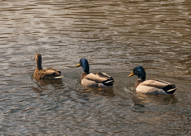 Free Duck Animal photo and picture