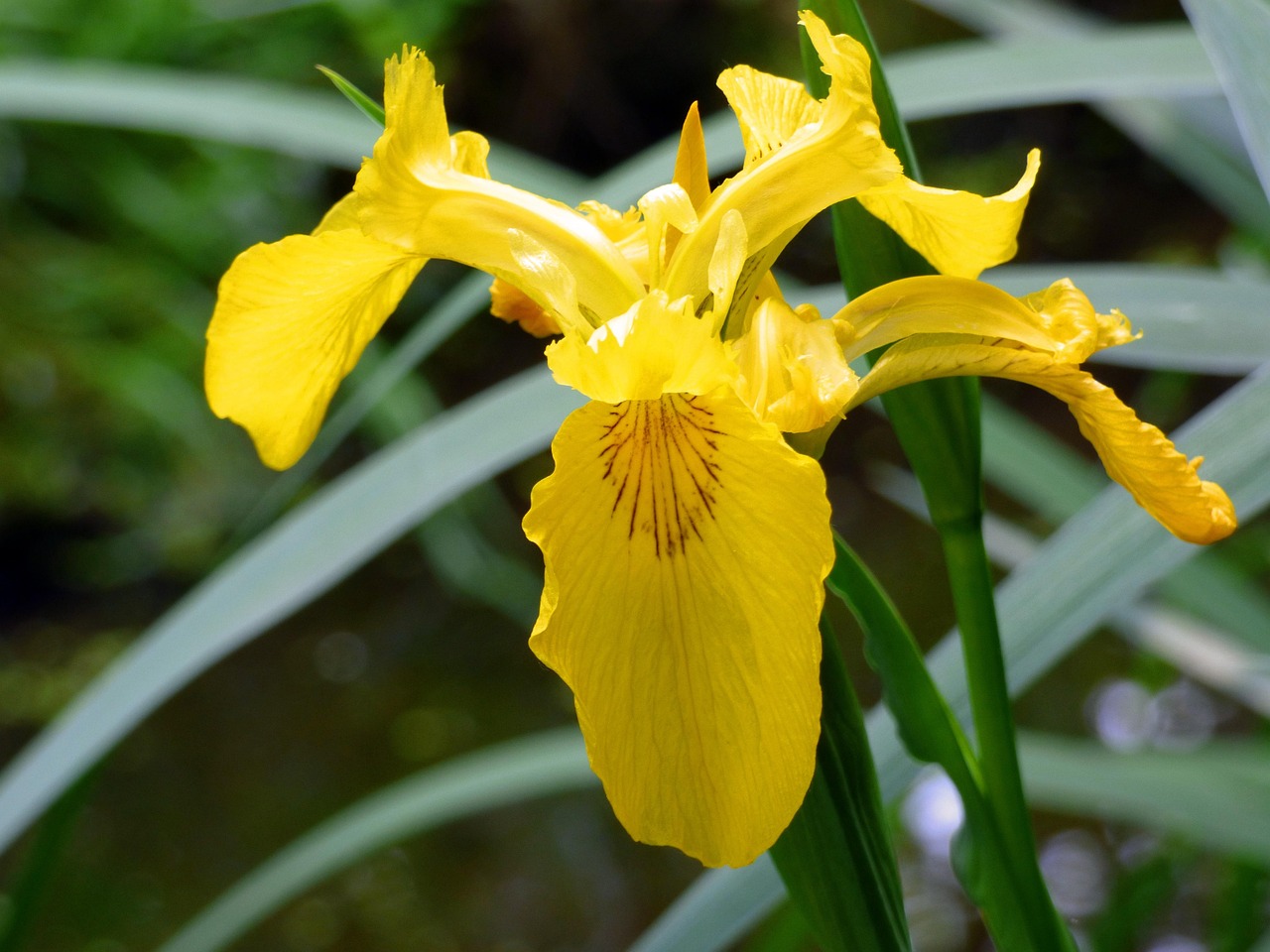 Sword Lily Blossom Bloom Swamp Free photo on Pixabay Pixabay