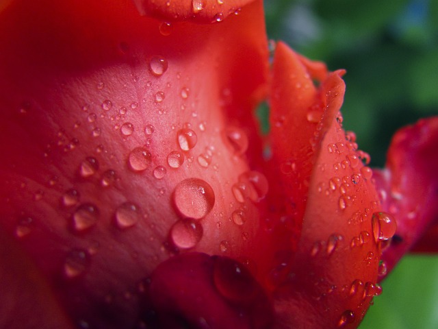 Free Insect Bud photo and picture