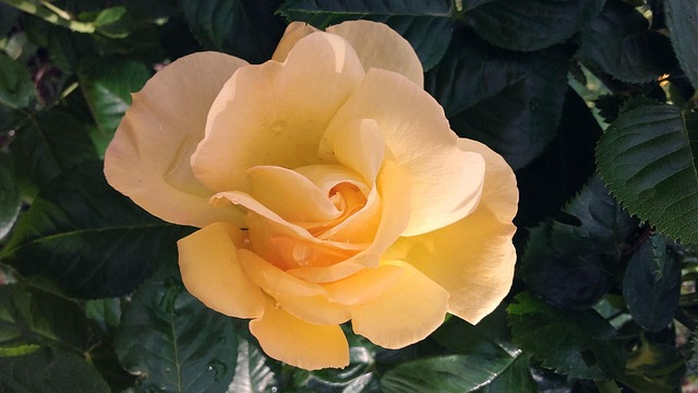 Free Rose Roses photo and picture