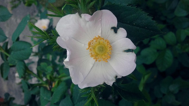 Free Rose Roses photo and picture