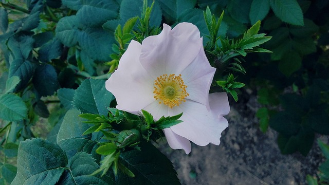 Free Rose Pink photo and picture