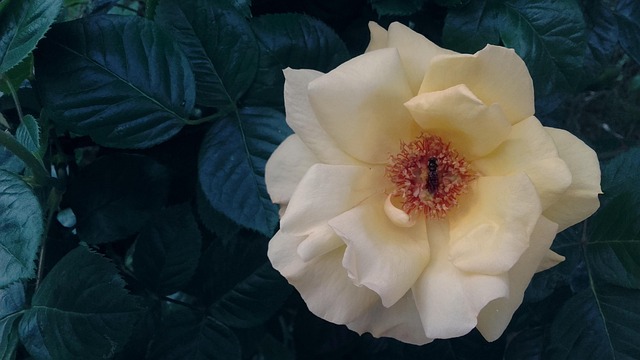 Free Yellow Yellow Rose photo and picture