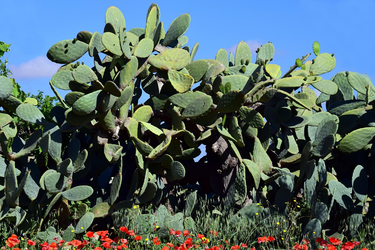 Cactus Higo Chumbo Planta De - Foto gratis en Pixabay