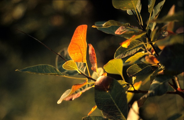 Free Autumn Foliage photo and picture