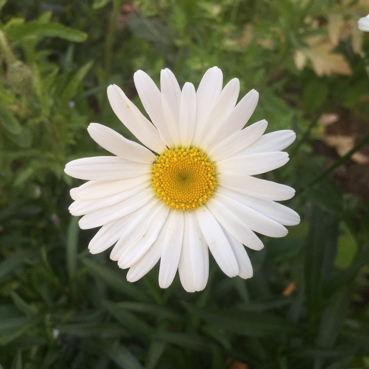 Fleur Blanche Plein Soleil