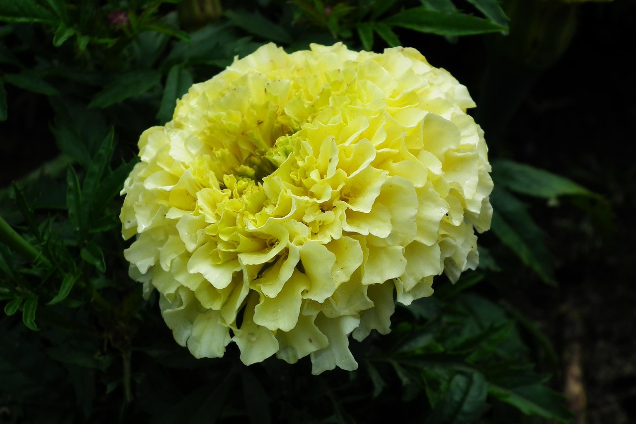 Flower The Tagetes White A Garden - Free photo on Pixabay - Pixabay