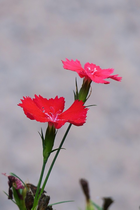 Dianthus花 自然 工場 Pixabayの無料写真