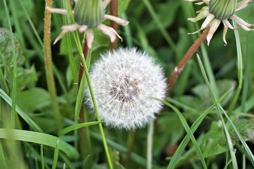 Gras, Sommer, Grün, Schönheit, Natur
