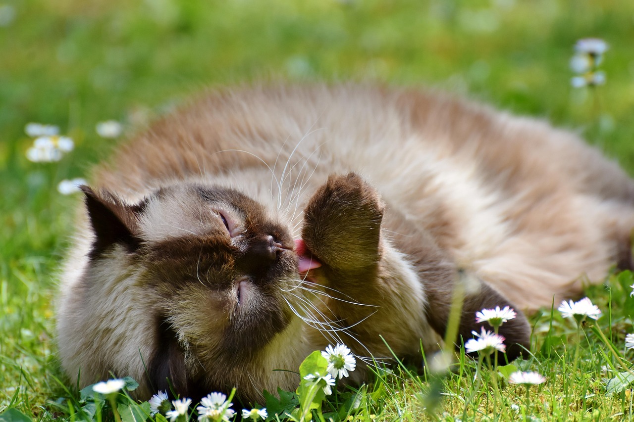 Cat - free online jigsaw puzzle photo