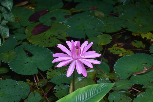 Blume, Lake, Blumen Hintergrund