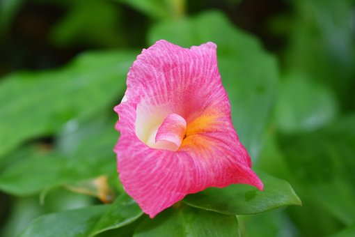 Pink Flower, Garden, Sommer, Nature