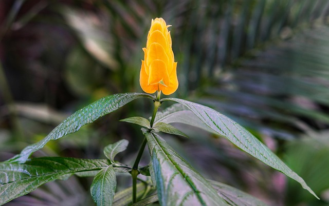 Free Golden Shrimp Plant Shrimp Plant photo and picture
