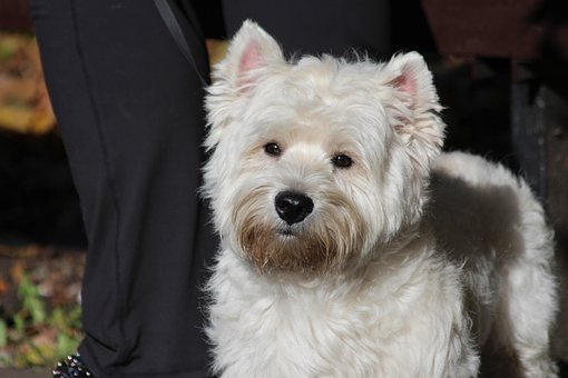 Teacup West Highland White Terrier Puppies For Sale in California, CA