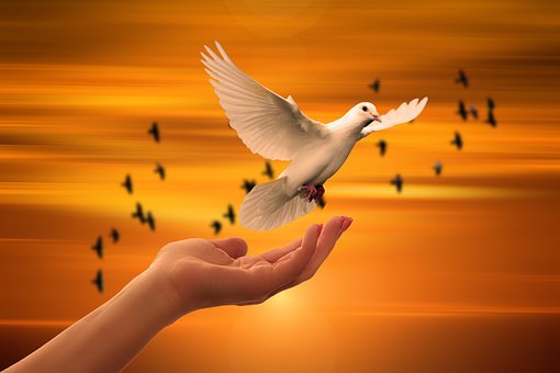 Dove, Hand, Trust, God, Pray, Prayer