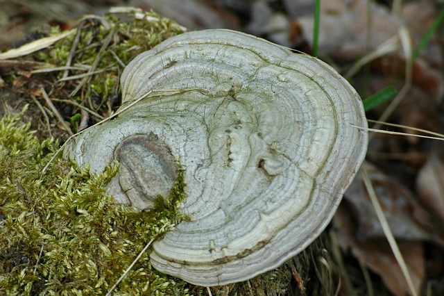 Free Hub Mushroom photo and picture