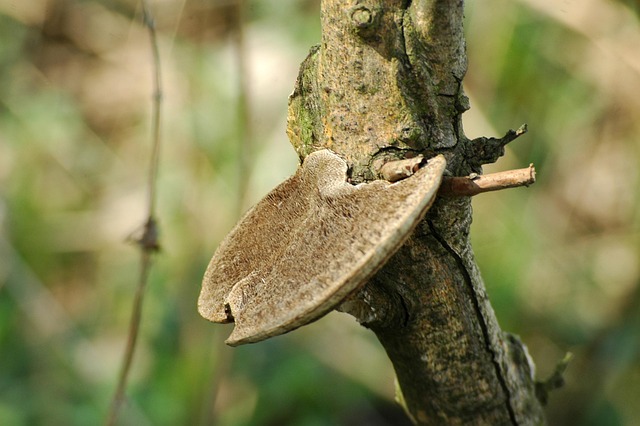 Free Hub Mushroom photo and picture