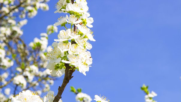 Blomstre, Kirsebær, Plomme