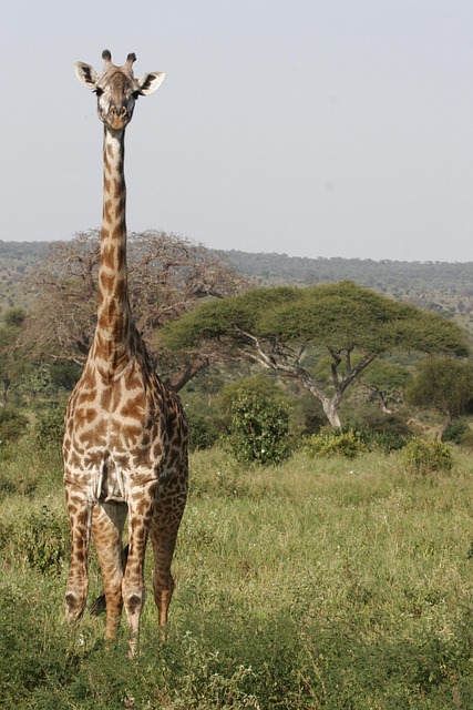 Free Giraffe Safari photo and picture