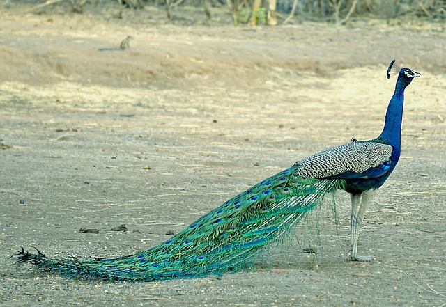 Free Peacock Birds photo and picture