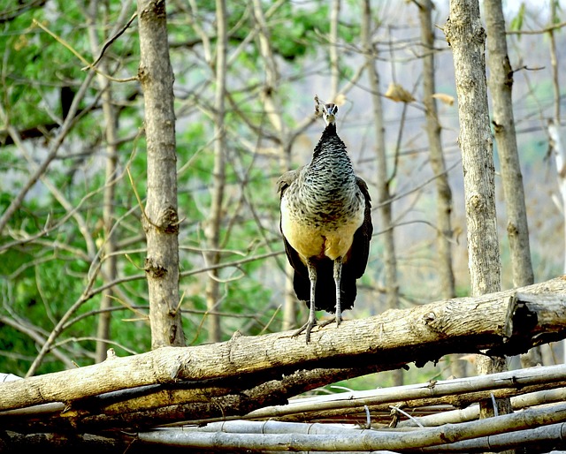Free Peahen Peacock photo and picture