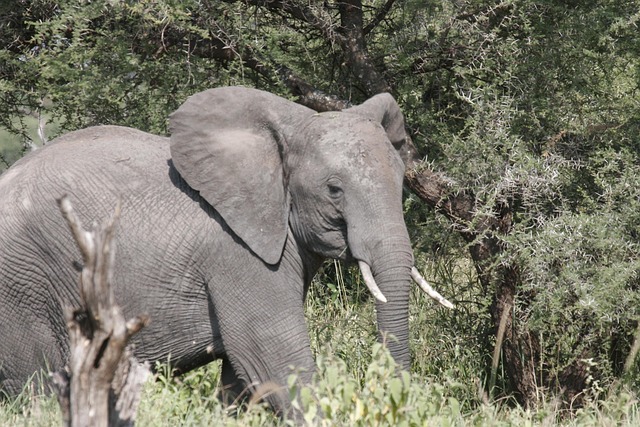 Free Elephant Africa photo and picture