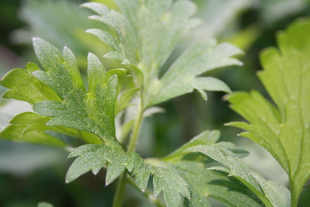 Blatt, Pflanze, Grün, Blätter