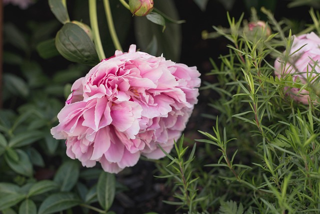 Blumen, Natur, Rosa, Blütenblätter