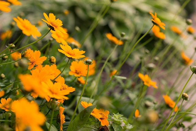 Blumen, Orange, Blumen Hintergrund