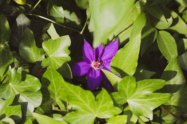Natur, Pflanzen, Schöne Blumen, Draußen