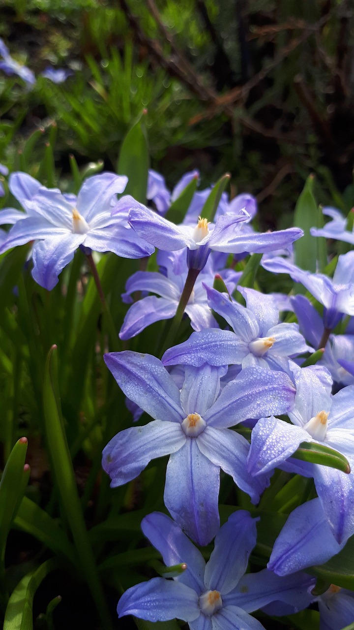 青 花 S - Pixabayの無料写真 - Pixabay