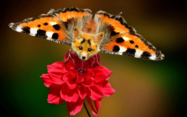 Free Digiart Photoshop photo and picture