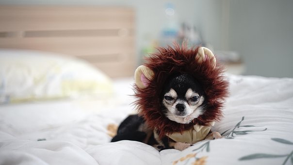 chihuahua puppy images pixabay