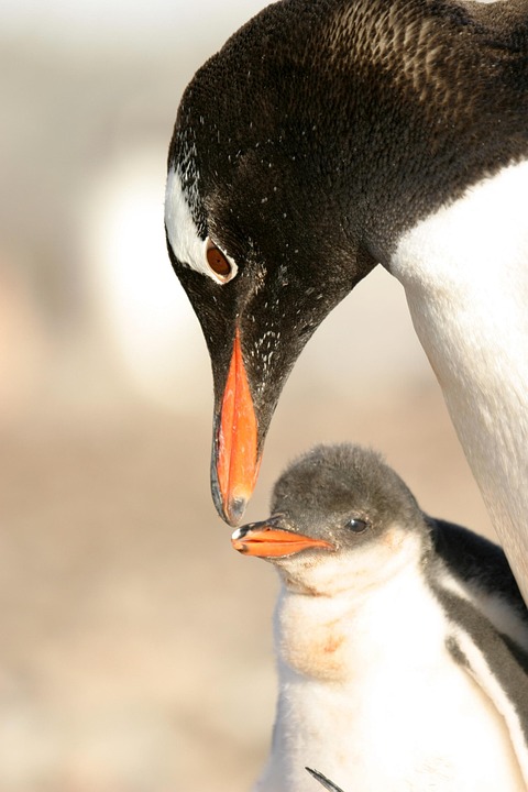 7800 Gambar Hewan Penguin HD Terbaru