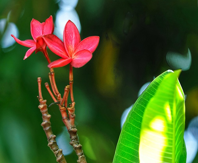 Free Plumeria Red photo and picture