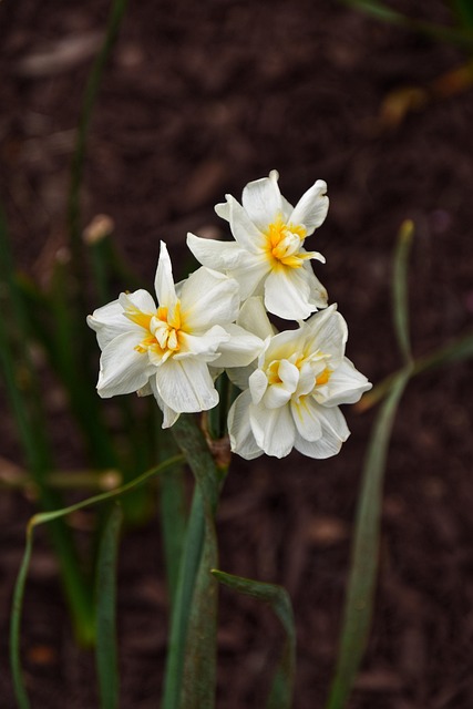 Blumen, Narzissen, Feder, Narzisse