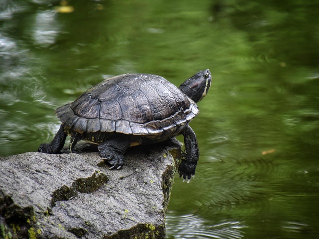 Schildkröte, Teich, Natur, Reptil