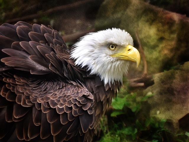 Adler, Vögel, Emblem, Natur, Greifvögel