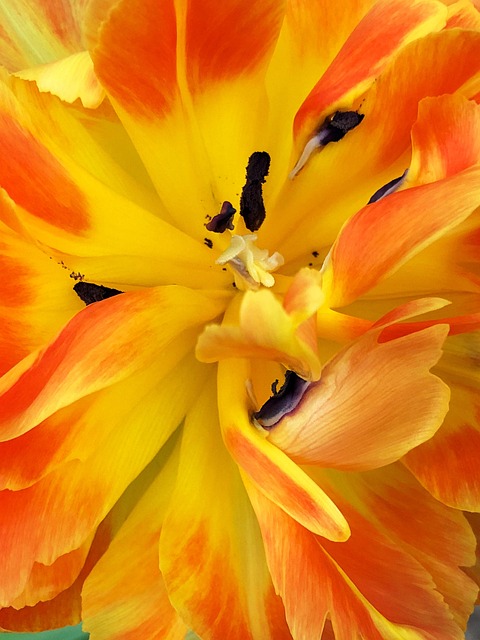 Blume, Tulpe, Gelb, Orange, Feder
