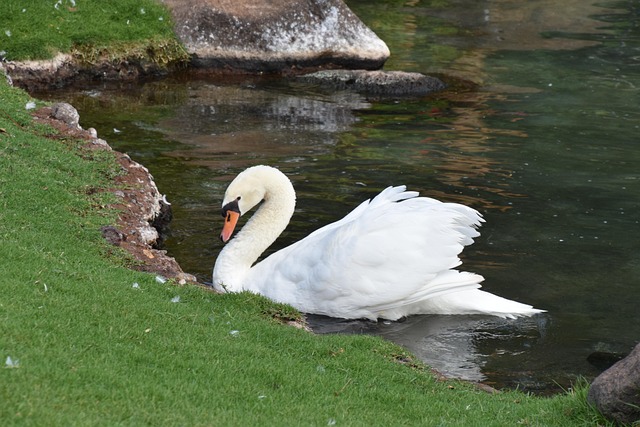 Schwan, Vögel, Natur, Teich, Elegant