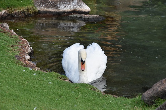 Schwan, Vogel, Teich, Natur