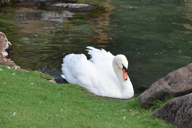 Schwan, Vogel, Natur, Weiß, Teich