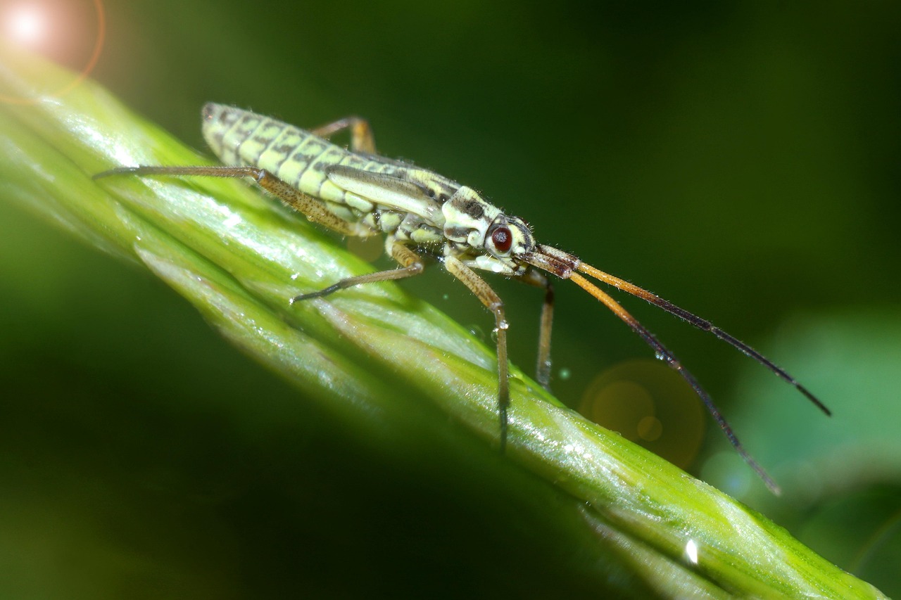 Gambar Insect Insect Macro Nature - Free photo on Pixabay - Pixabay