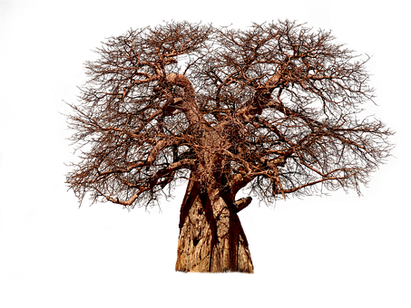 40+ Free Baobab Tree & Baobab Photos - Pixabay