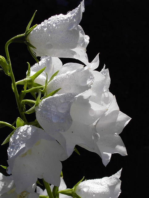 Free Flower Bellflower photo and picture