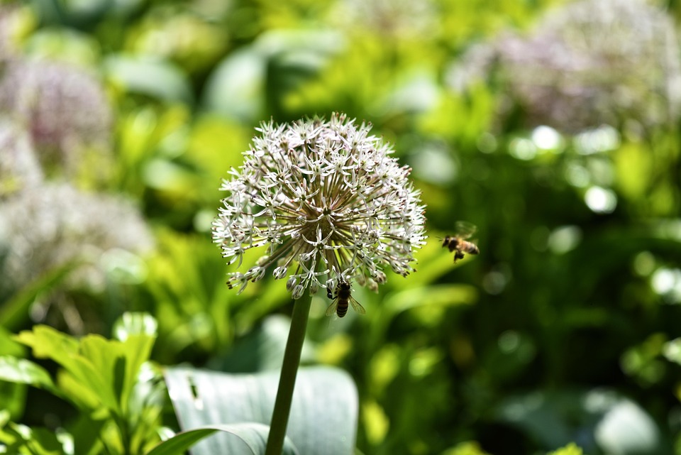  Allium Sativum D1 リーフレット
