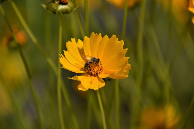 Free Geumgye-Guk Flower photo and picture