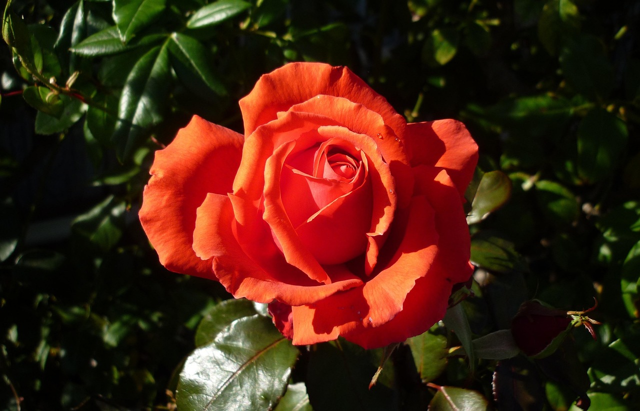 Fleur Roe Fleur Rose Jardin - Photo gratuite sur Pixabay - Pixabay