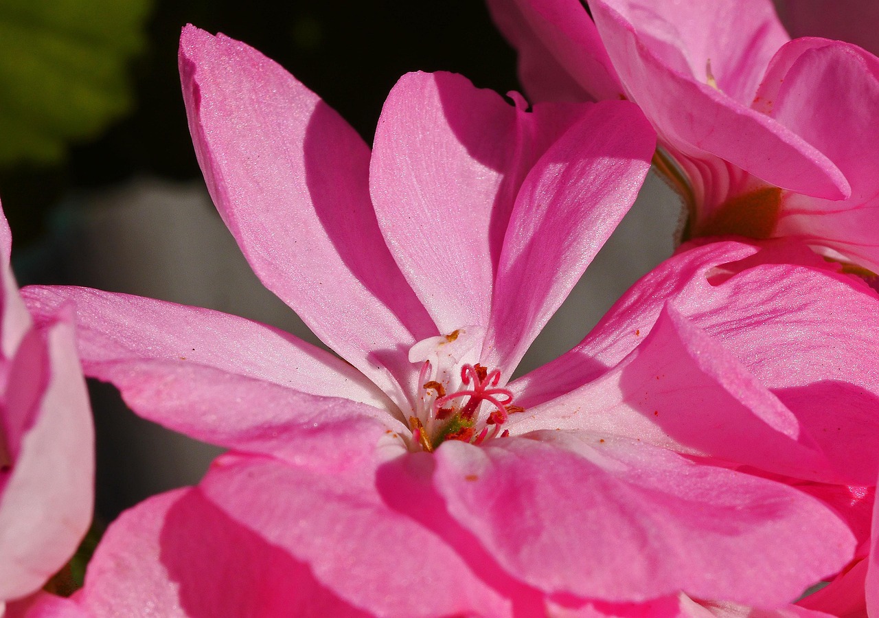 Geranium - free online jigsaw puzzle photo