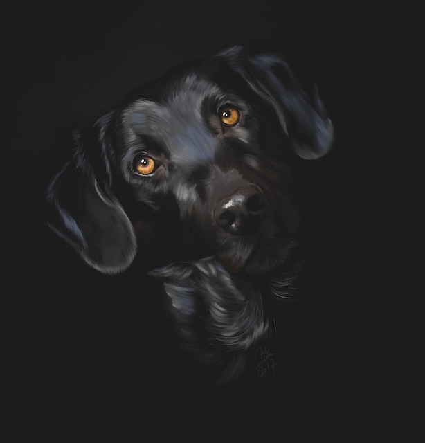 Labrador, Hund, Dyr, Pattedyr